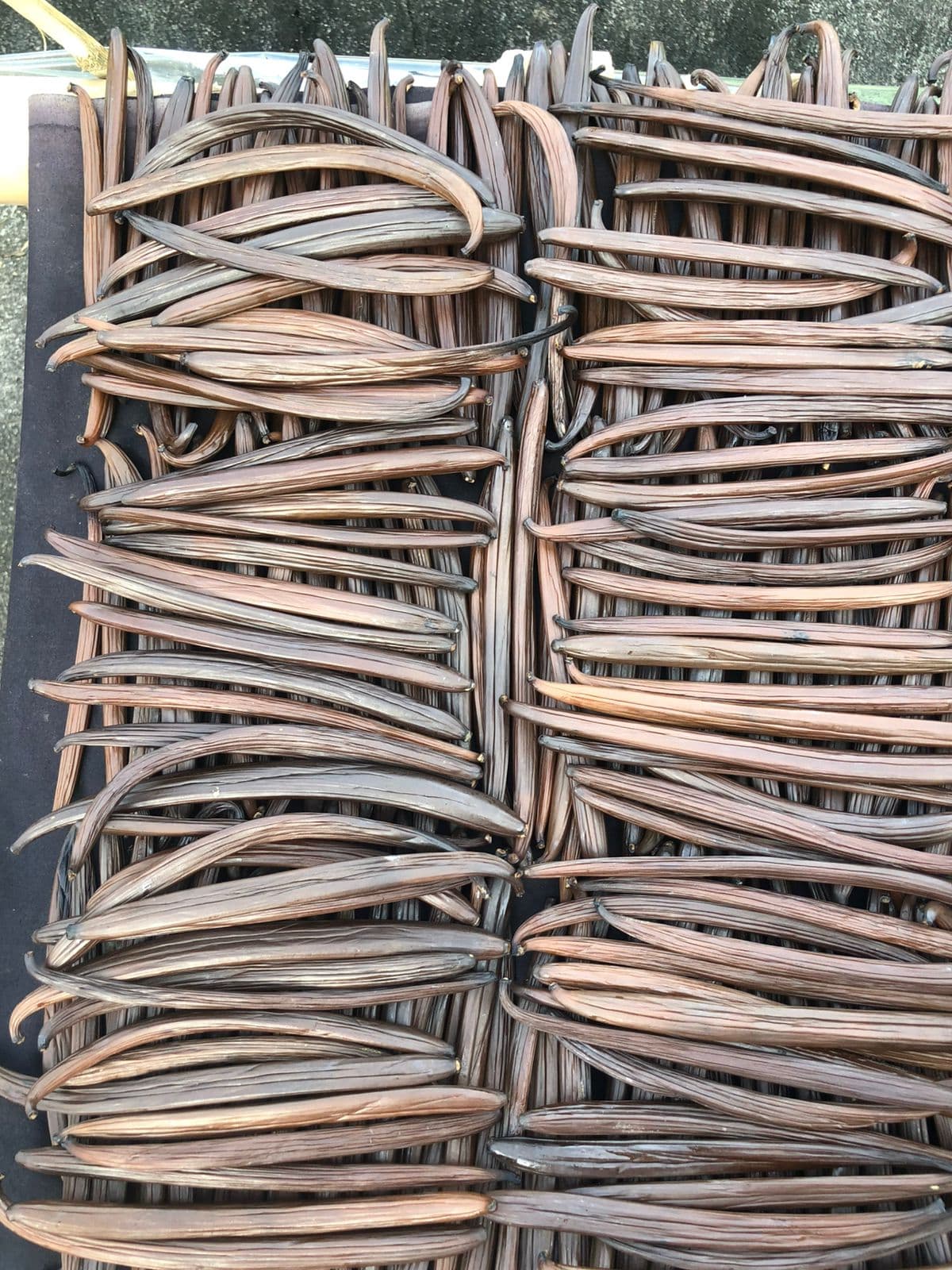 Vanilla pods laid out on conditioning racks