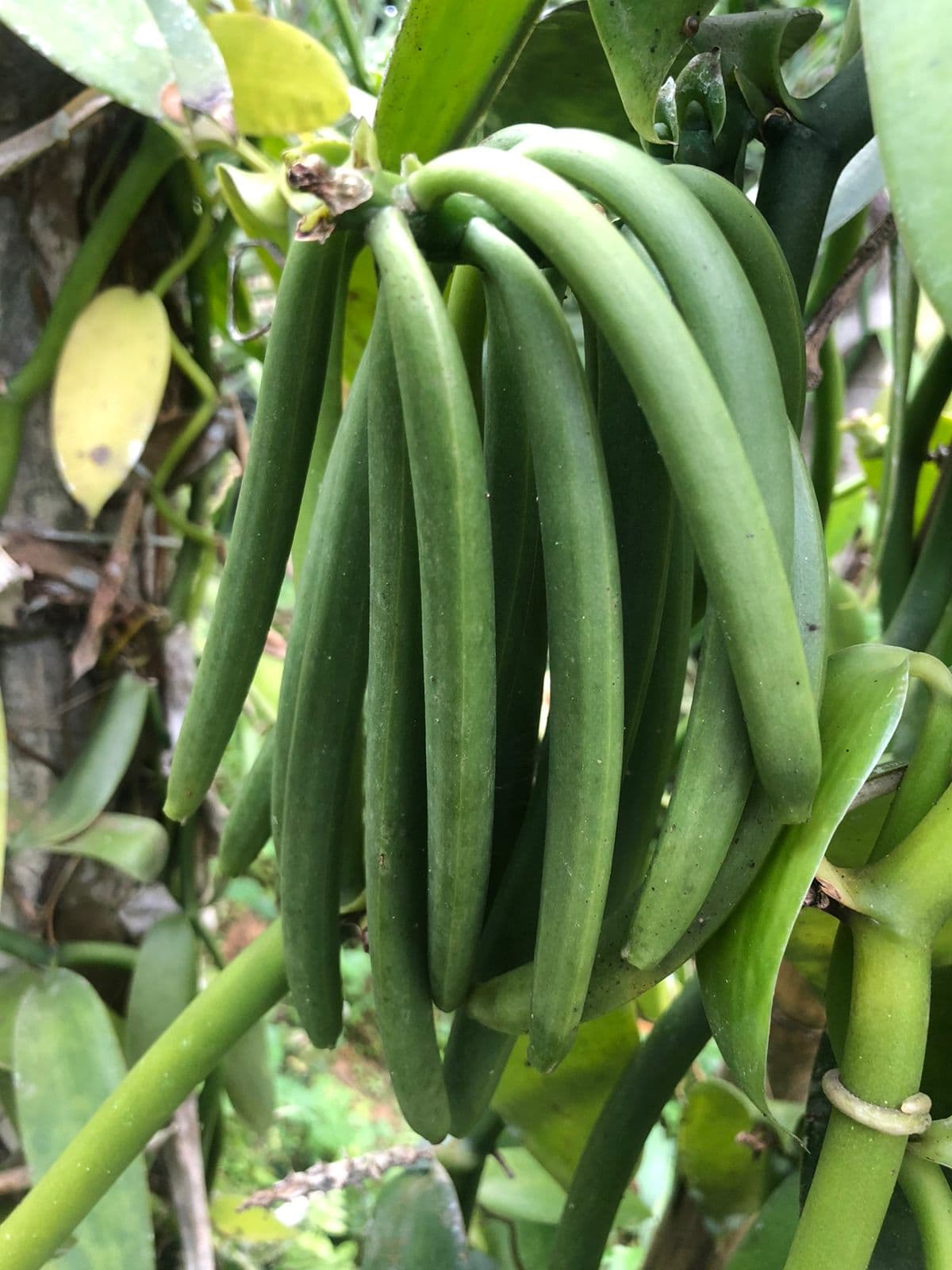 Indonesian Planifolia - Grade B Extract