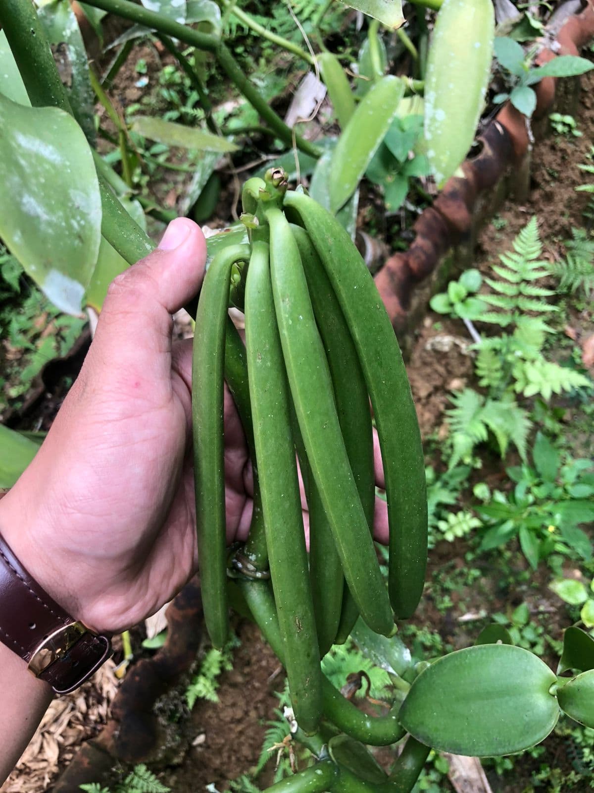 Pod clusters maturing under shade
